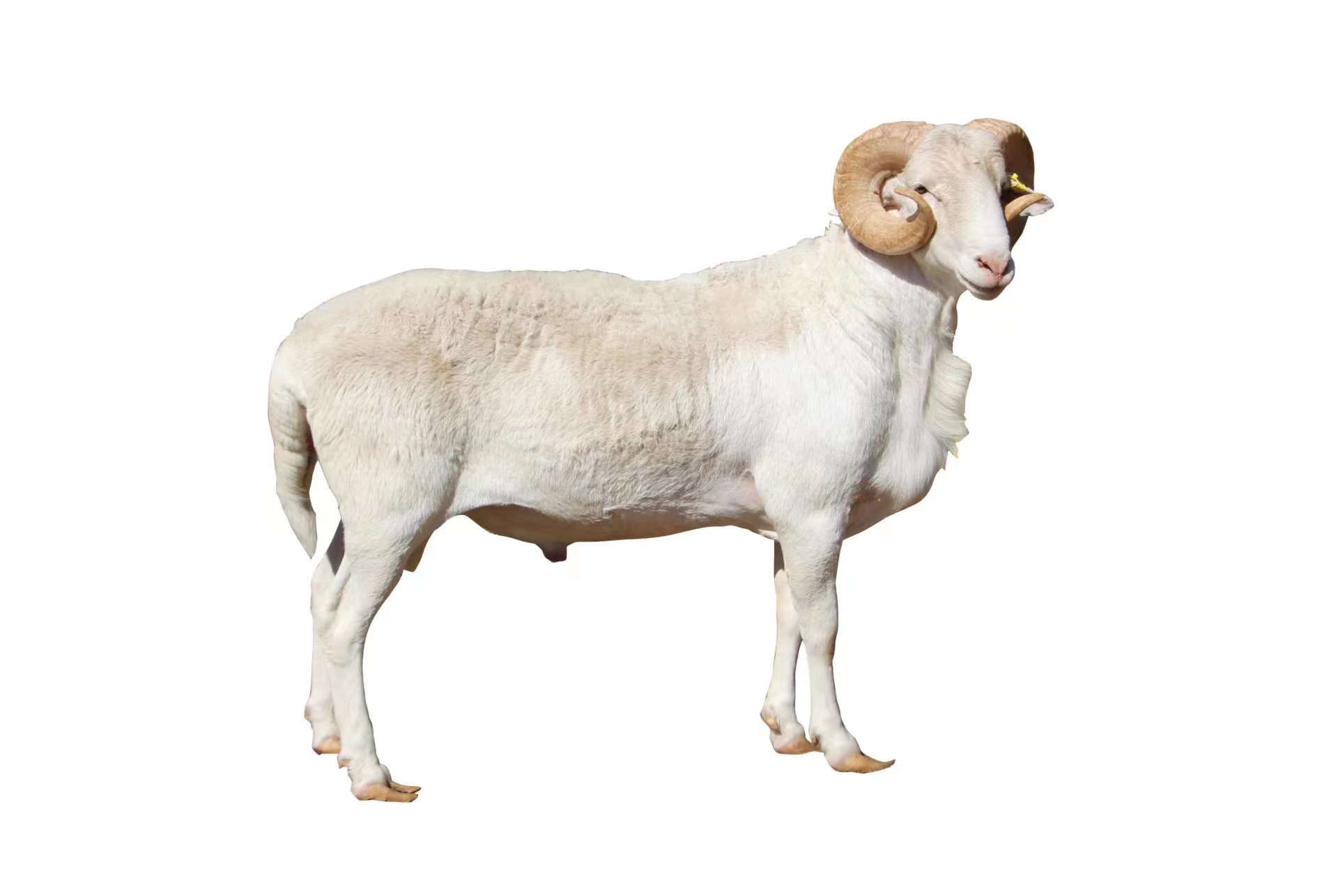 華蒙肉羊