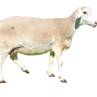 華蒙肉羊